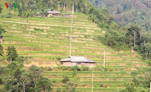 Terraced paddy fields in Tung San Commune - ảnh 5